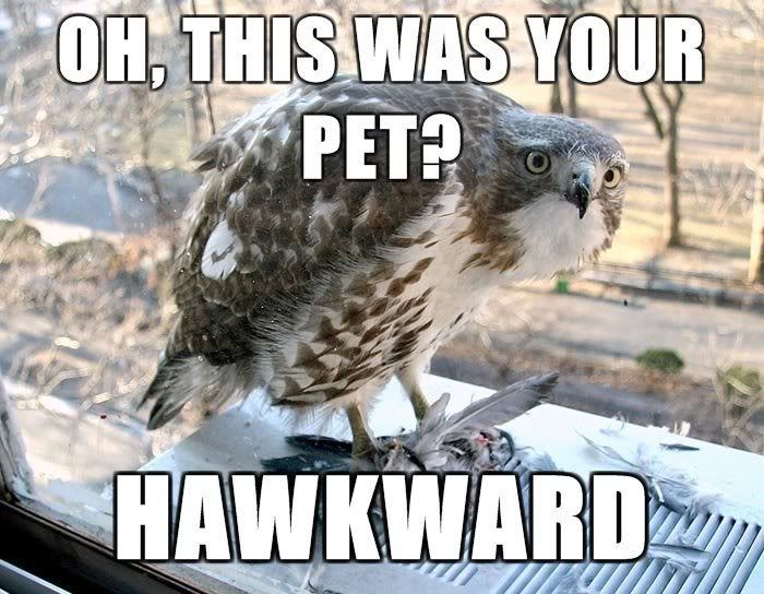 Question about Hawks - Homesteading Questions