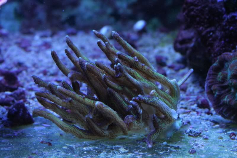 Large Colonies for sale.... Reef Central Online Community