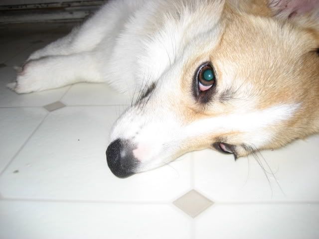 Bailey on March 30 2008