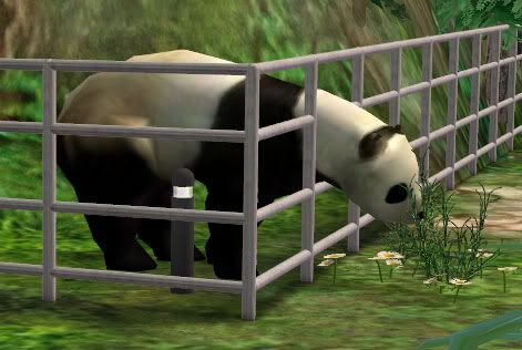 panda.jpg