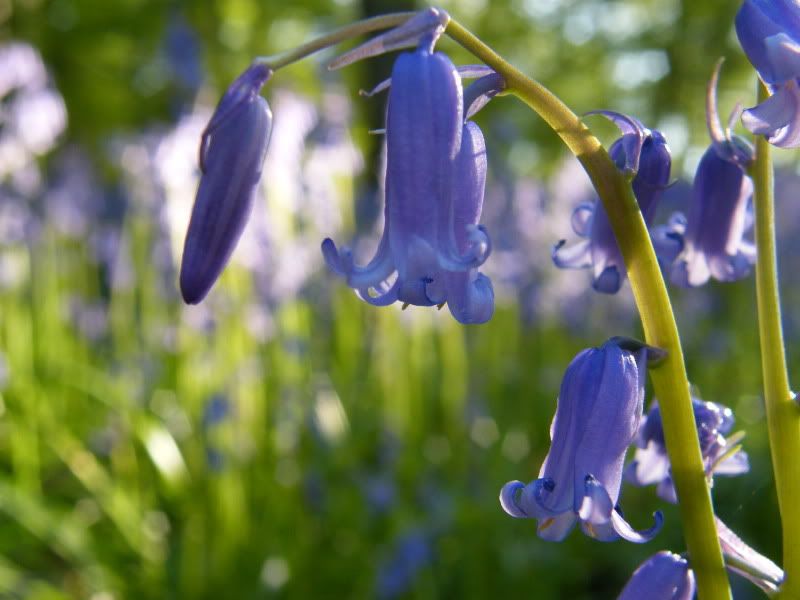 bluebells017.jpg