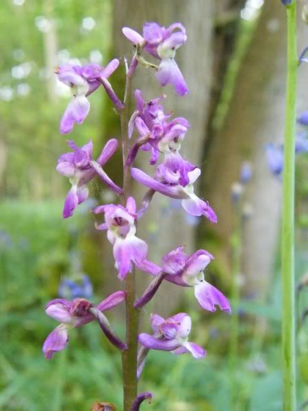 earlypurpleorchid.jpg