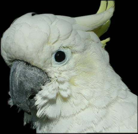 gary-parrot-rescue Avatar
