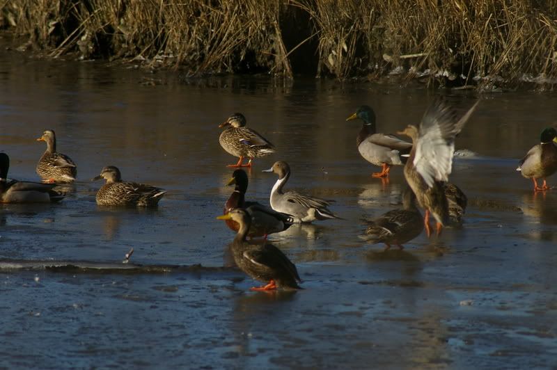 Pics from 2/19 Duck Hunting Forum
