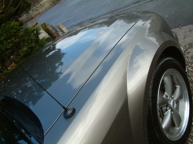 mustang010.jpg