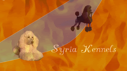 Syrias Golden Nugget