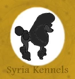 Syrias Black Chiffon
