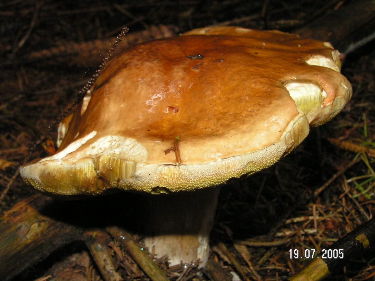 Image hosted by Photobucket.com