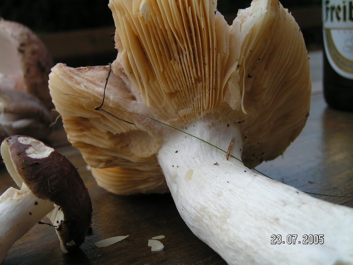 Image hosted by Photobucket.com