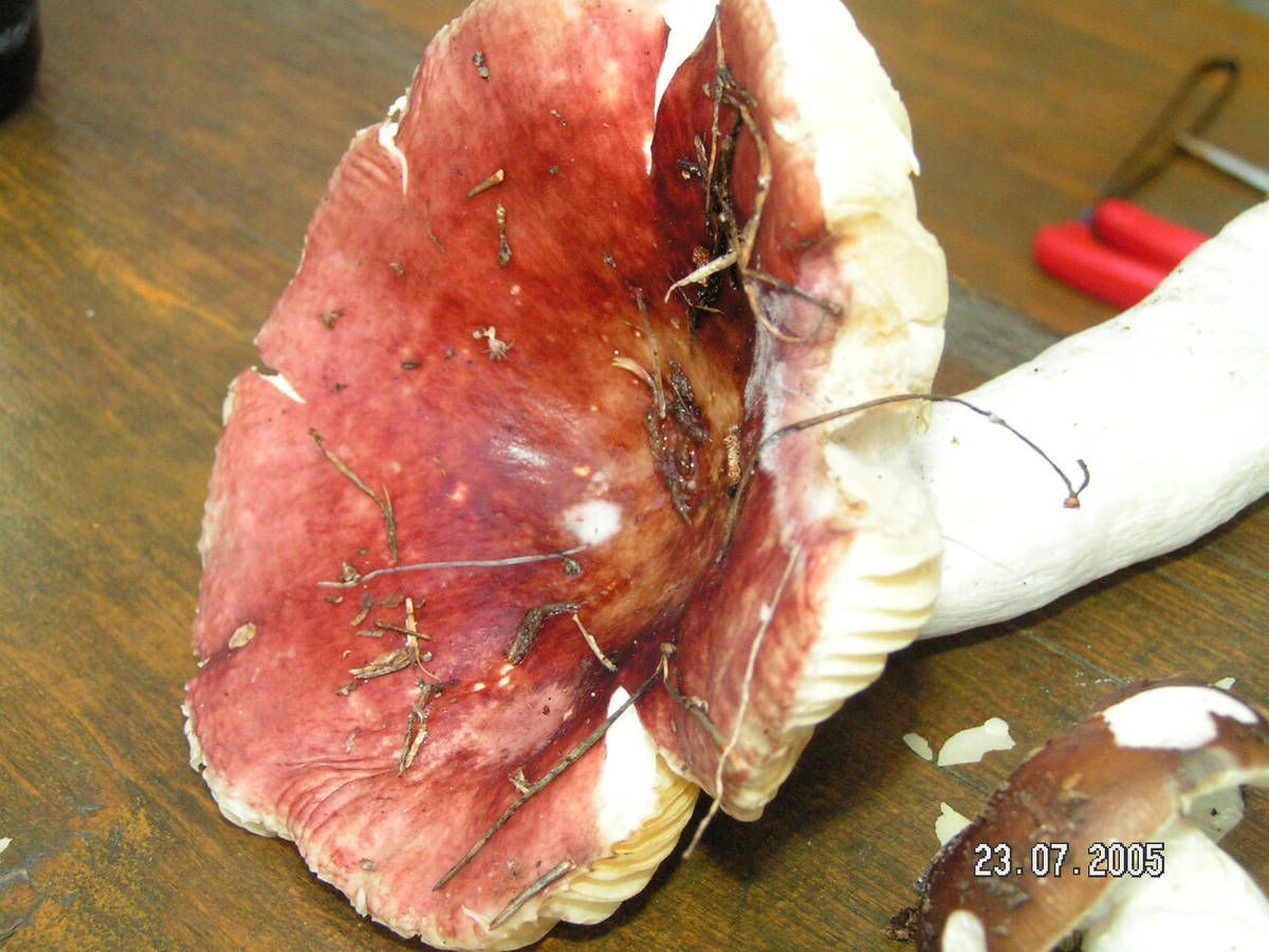 Image hosted by Photobucket.com