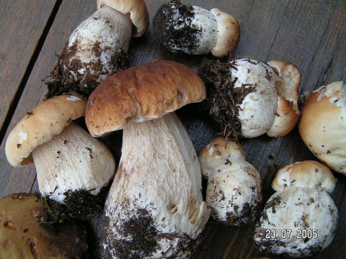 Image hosted by Photobucket.com