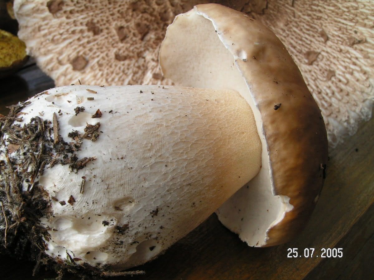 Image hosted by Photobucket.com