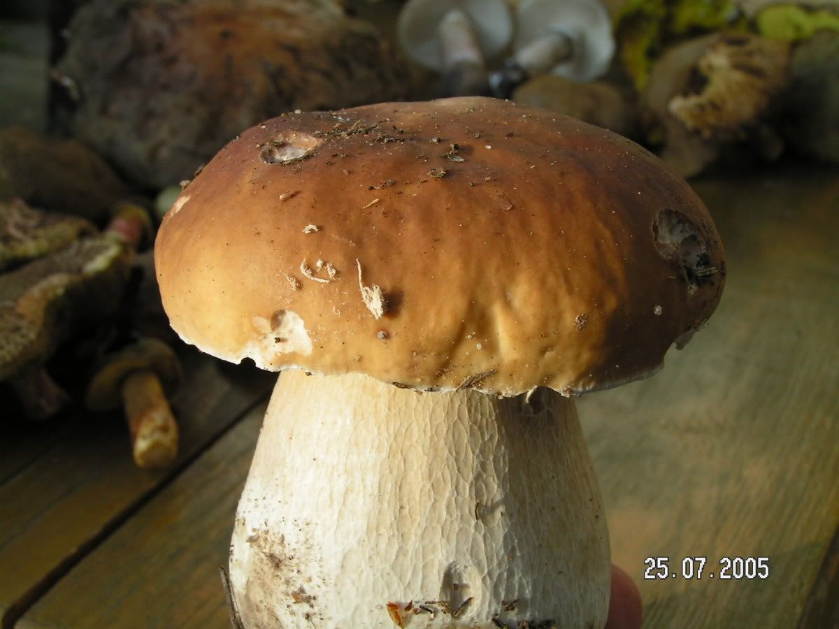 Image hosted by Photobucket.com