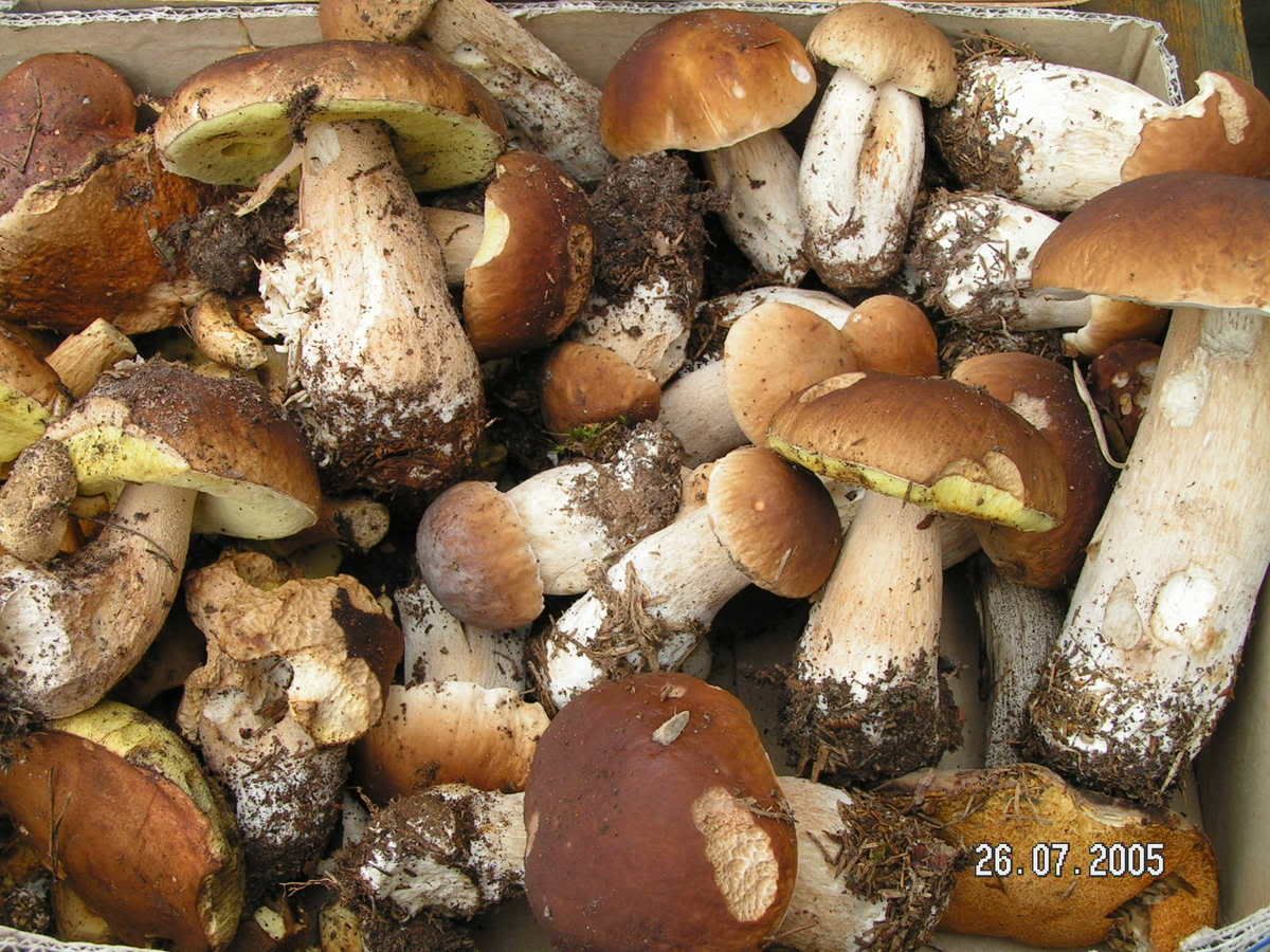 Image hosted by Photobucket.com