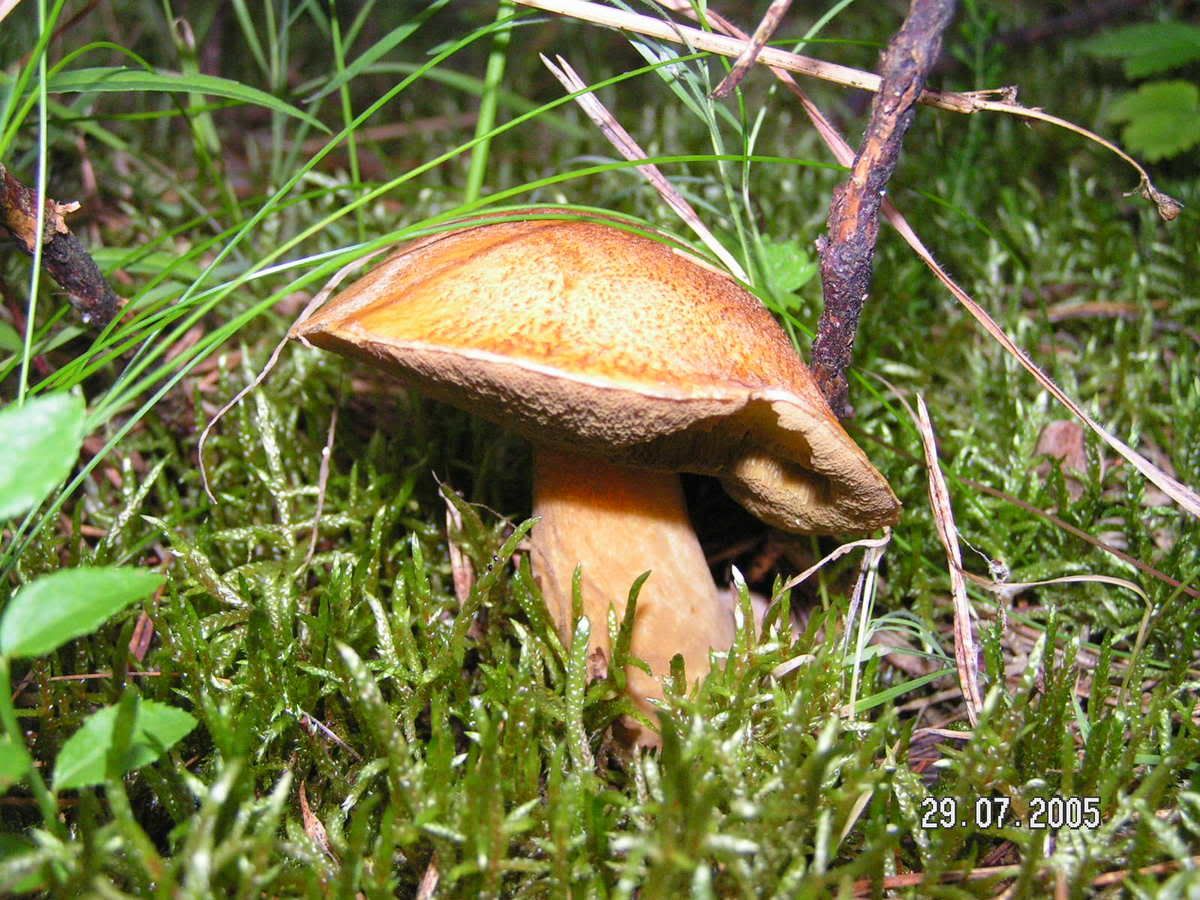 Image hosted by Photobucket.com