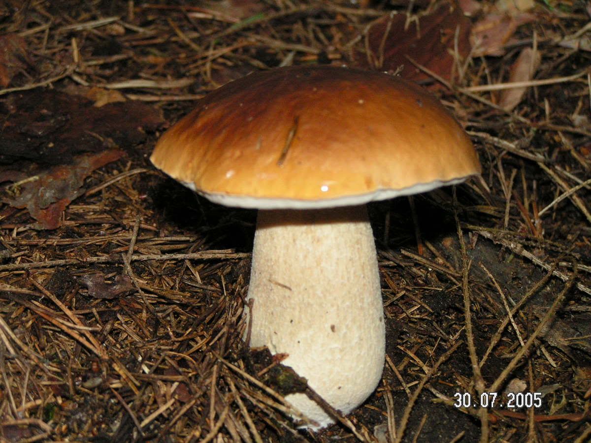 Image hosted by Photobucket.com