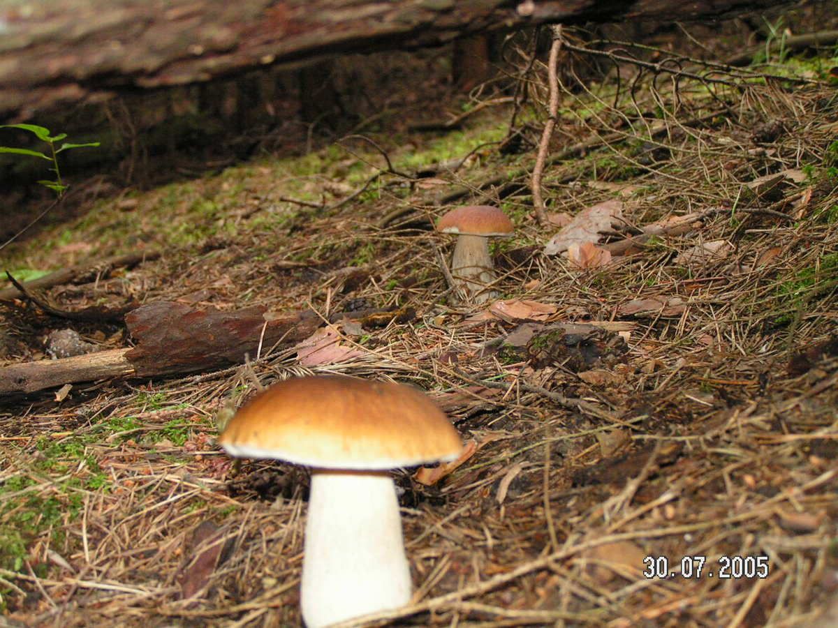 Image hosted by Photobucket.com