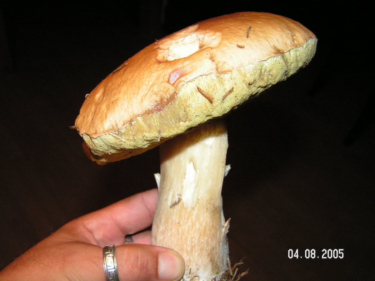 Image hosted by Photobucket.com