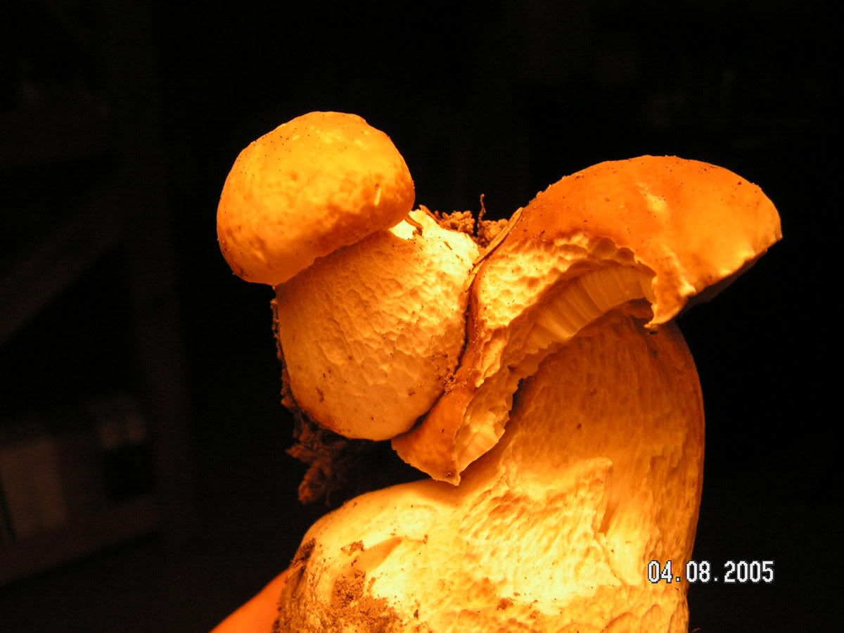 Image hosted by Photobucket.com