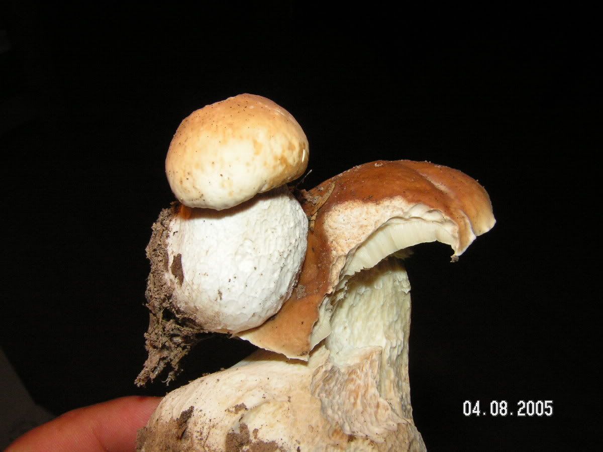 Image hosted by Photobucket.com