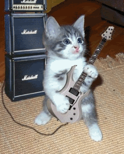 guitarcat.gif