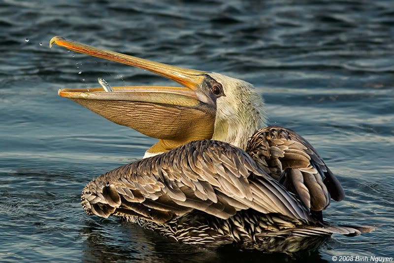 IMAGE: http://i13.photobucket.com/albums/a254/howlercat/4rum3/Pelican_61.jpg