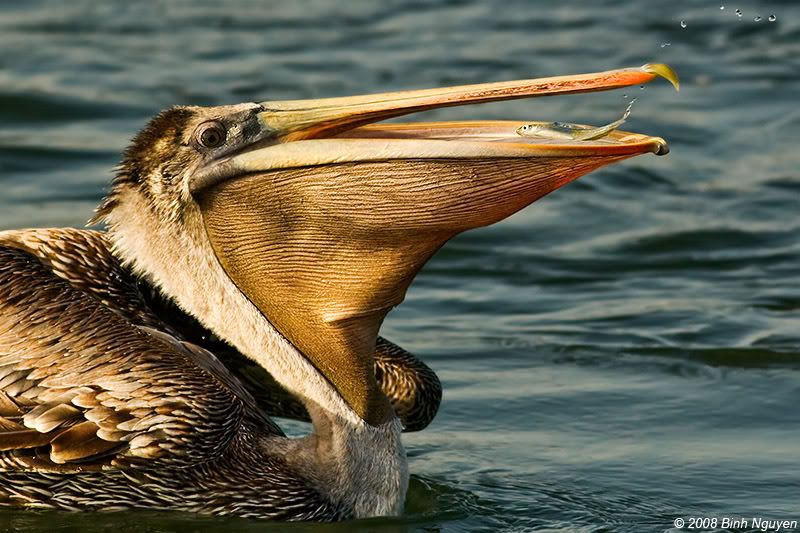 IMAGE: http://i13.photobucket.com/albums/a254/howlercat/4rum3/Pelican_62.jpg