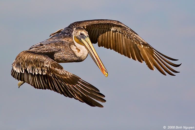 IMAGE: http://i13.photobucket.com/albums/a254/howlercat/4rum3/Pelican_65.jpg