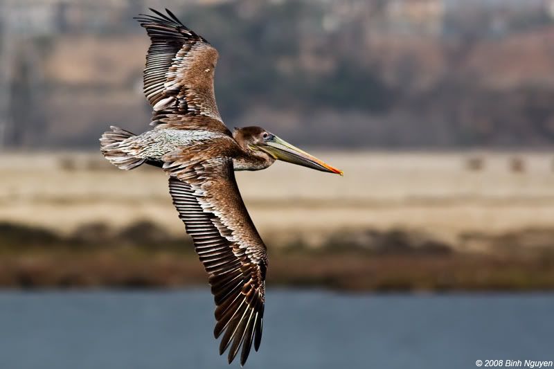 IMAGE: http://i13.photobucket.com/albums/a254/howlercat/4rum3/Pelican_69.jpg