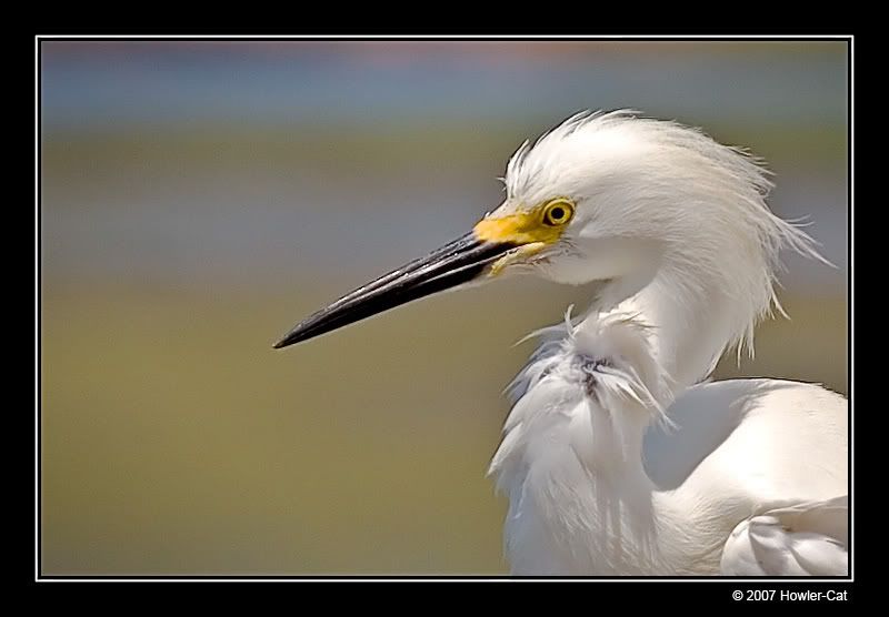 IMAGE: http://i13.photobucket.com/albums/a254/howlercat/Egret_03_800.jpg