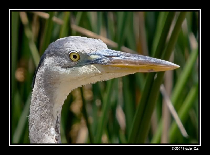 IMAGE: http://i13.photobucket.com/albums/a254/howlercat/GBHeron_01_800.jpg