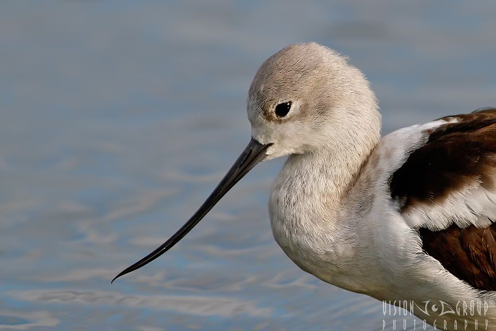 IMAGE: http://i13.photobucket.com/albums/a254/howlercat/POTN/American-Avocet_chick_043_1024.jpg