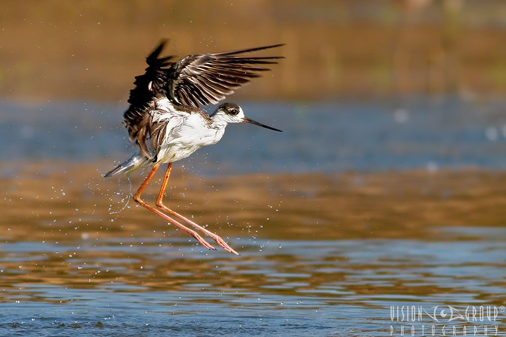 IMAGE: http://i13.photobucket.com/albums/a254/howlercat/POTN/Black-Necked-Stilt_038_1024.jpg