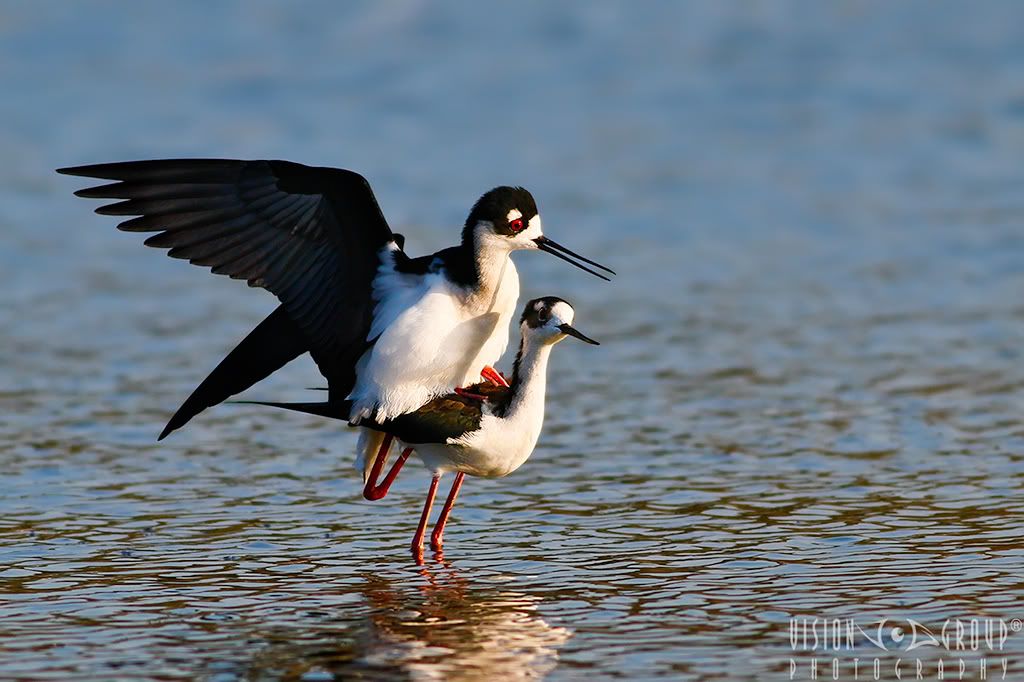 IMAGE: http://i13.photobucket.com/albums/a254/howlercat/POTN/Black-Necked-Stilt_04_1024.jpg