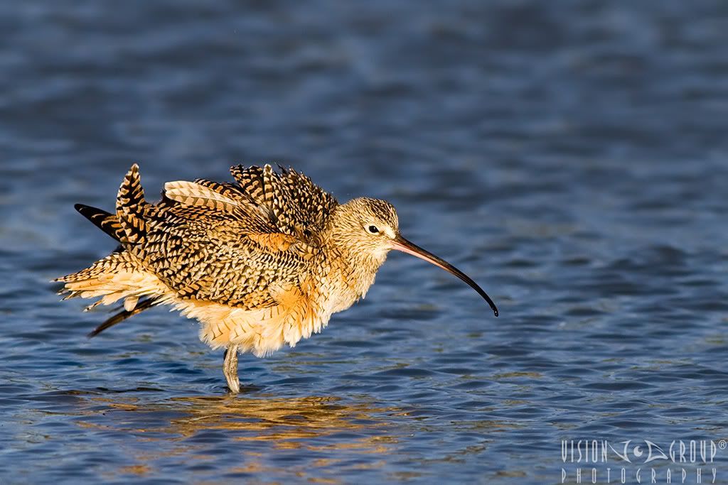 IMAGE: http://i13.photobucket.com/albums/a254/howlercat/POTN/Curlew_02_1024.jpg