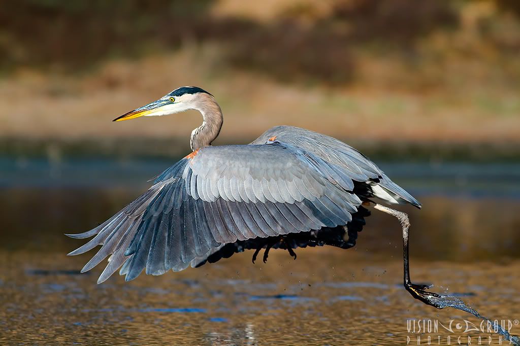 IMAGE: http://i13.photobucket.com/albums/a254/howlercat/POTN/GBHeron_32_1024.jpg