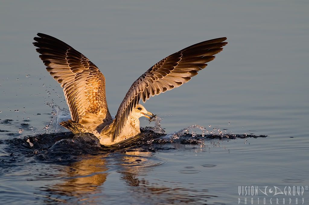 IMAGE: http://i13.photobucket.com/albums/a254/howlercat/POTN/Gull_11_1024.jpg