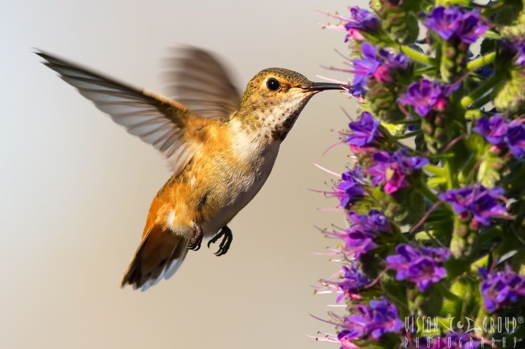 IMAGE: http://i13.photobucket.com/albums/a254/howlercat/POTN/Hummer_95_1024.jpg