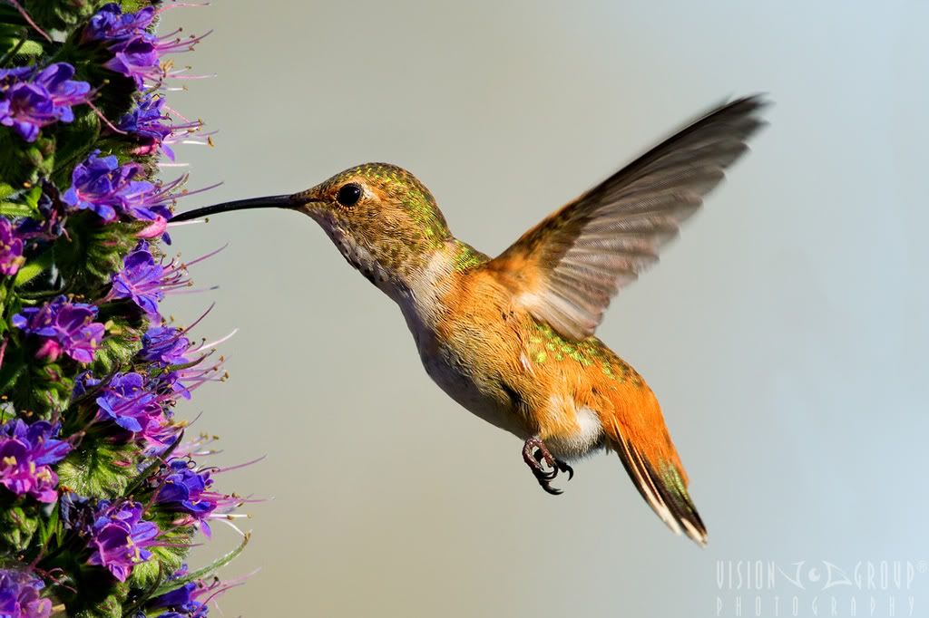 IMAGE: http://i13.photobucket.com/albums/a254/howlercat/POTN/Hummer_96_1024.jpg