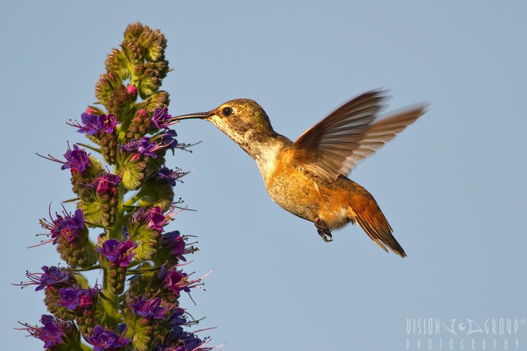 IMAGE: http://i13.photobucket.com/albums/a254/howlercat/POTN/Hummer_97_1024.jpg