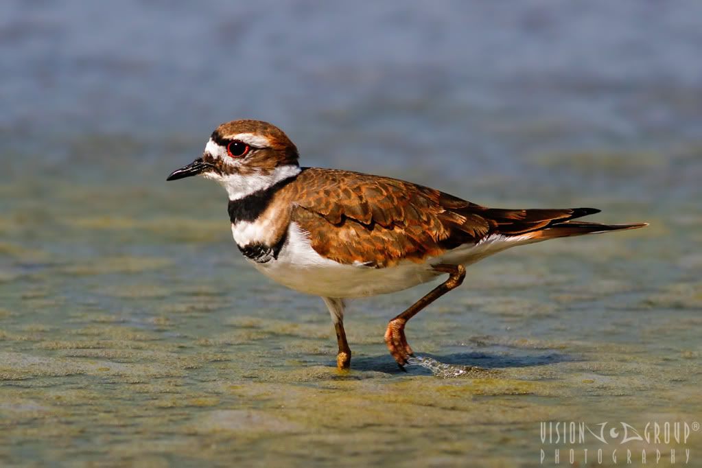 IMAGE: http://i13.photobucket.com/albums/a254/howlercat/POTN/Killdeer_08_1280.jpg