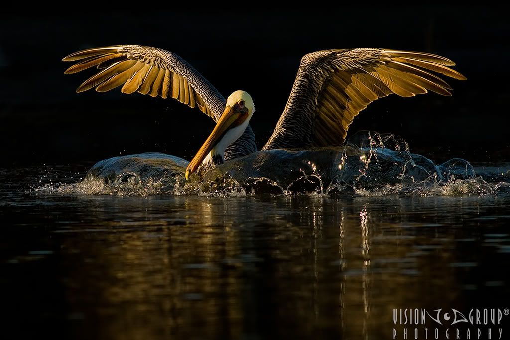 IMAGE: http://i13.photobucket.com/albums/a254/howlercat/POTN/Pelican_82_1024.jpg