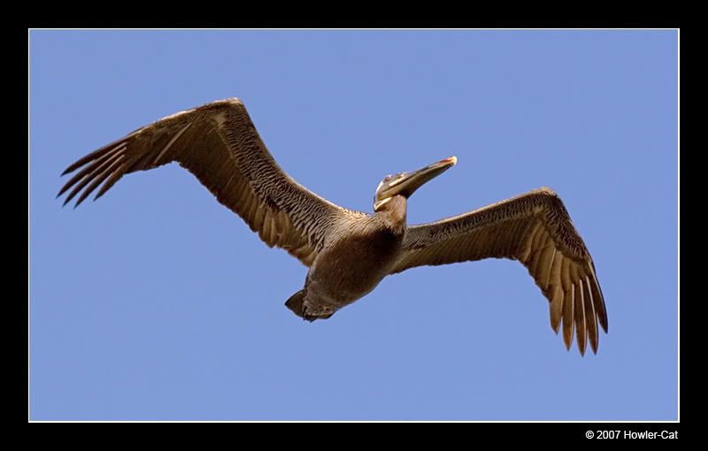 IMAGE: http://i13.photobucket.com/albums/a254/howlercat/Pelican_01_800.jpg