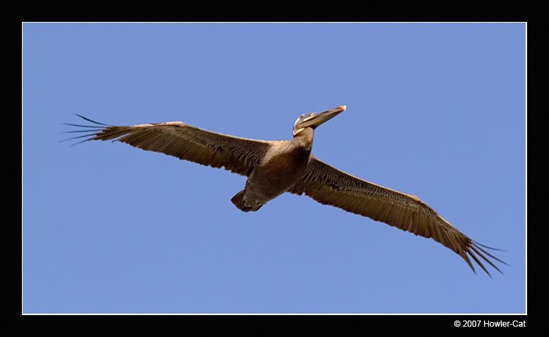 IMAGE: http://i13.photobucket.com/albums/a254/howlercat/Pelican_03_800.jpg