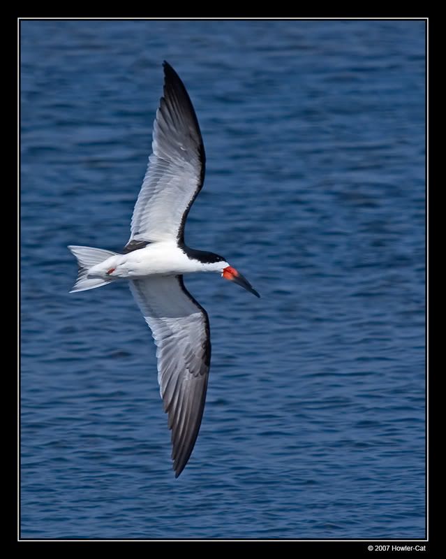 IMAGE: http://i13.photobucket.com/albums/a254/howlercat/Skimmer_01_800.jpg