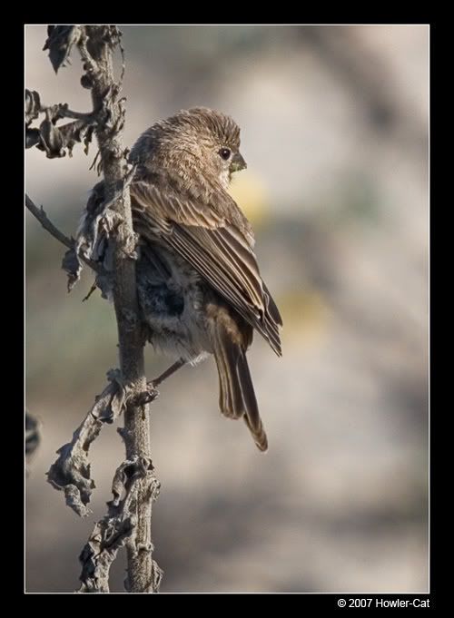 IMAGE: http://i13.photobucket.com/albums/a254/howlercat/Sparrow_01-1.jpg