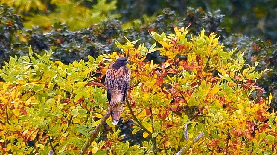 DSC_0187_zpsa2qthh3b.jpg