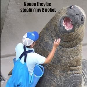 walrus without bucket