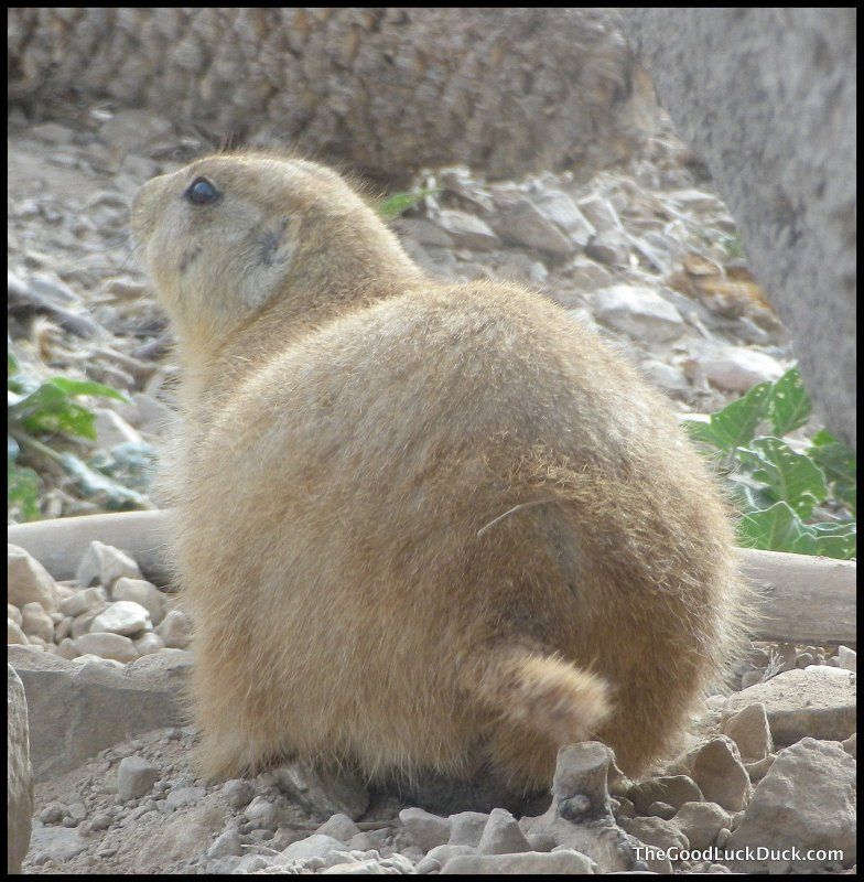 Prairie dog