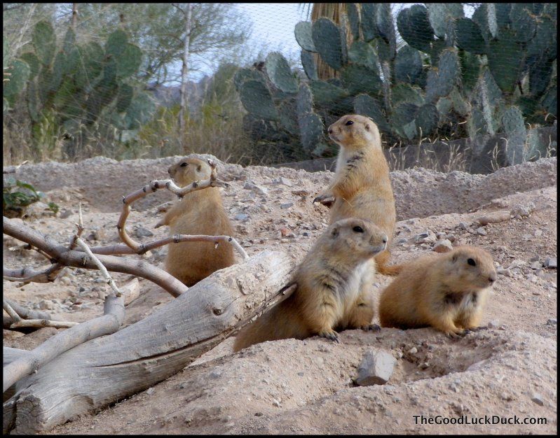 Prairie dog - Sonoran Desert Museum